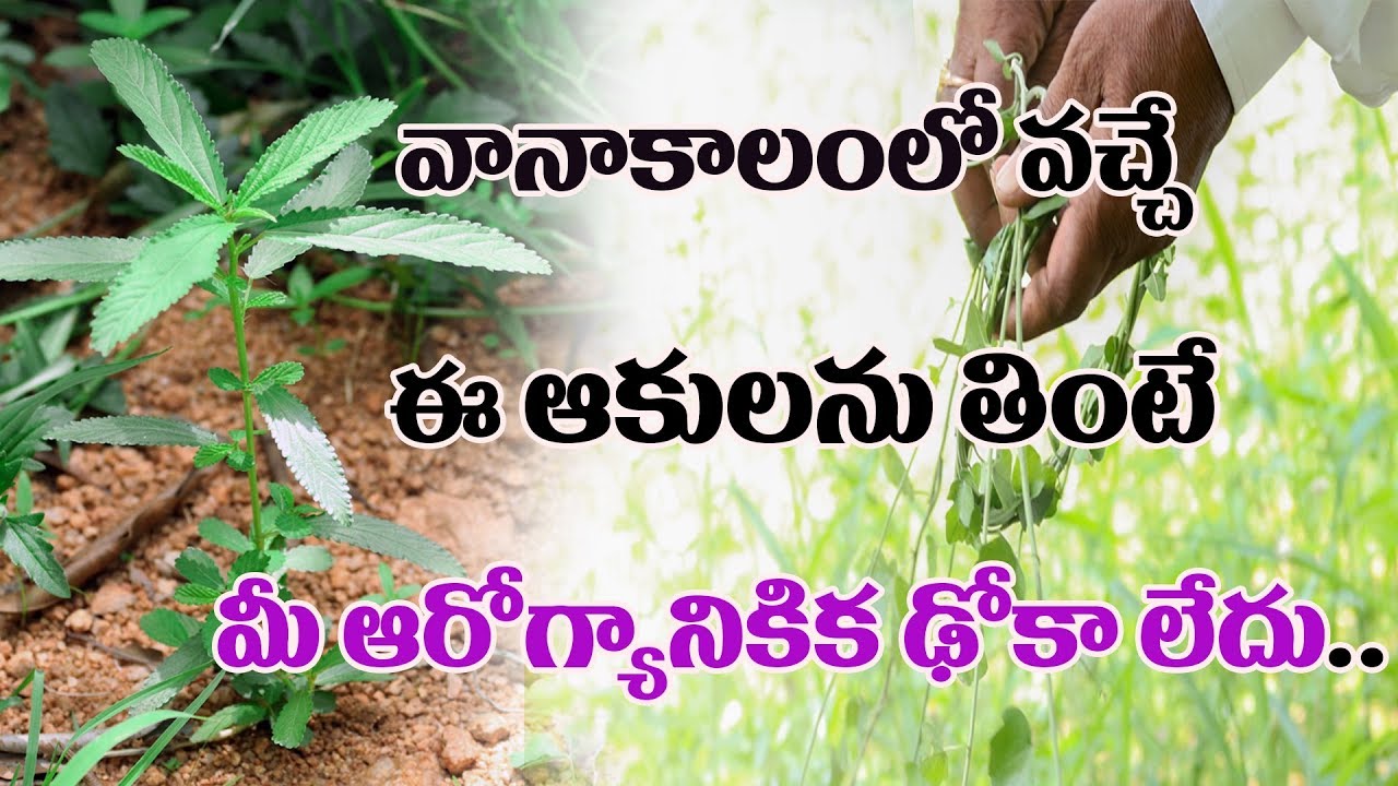 herbalife skin Healthy Living- Best Fighting Plants You Need To Be Eating