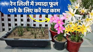 रेन लिली में ज्यादा फूल पाने के लिए अभी करें यह ज़रूरी काम / bulb से ढेरों पौधे घर में  तैयार करें by Garden of Kavita 1,394 views 4 weeks ago 8 minutes, 45 seconds