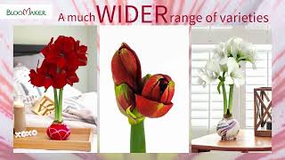 Bloomaker Waxed Amaryllis for any Season