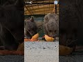 Bear Cubs Devour Fruit #WorldAnimalDay #bears #aww #bearcubs