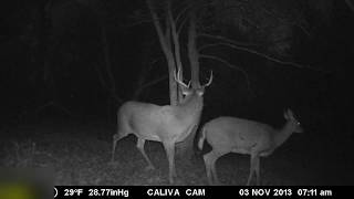 Wisconsin buck in rut and mounting a doe