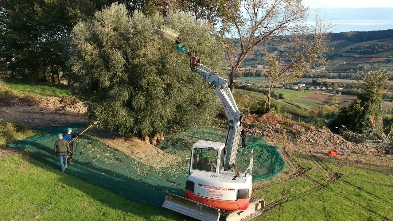 ABBACCHIATORE VIVIANI OLIPICKER