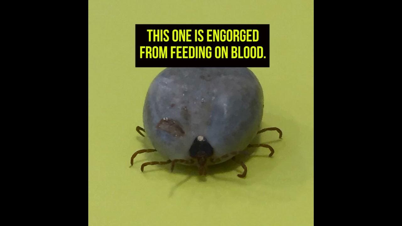 This Tick Could Make You Allergic To Meat Youtube