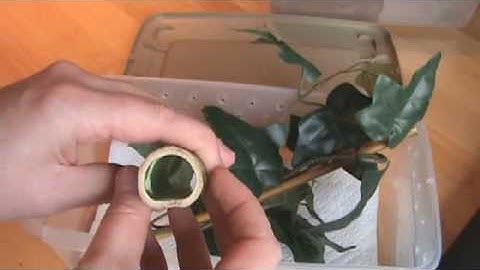 Crested Geckos: Making a Cheap Hatchling Enclosure