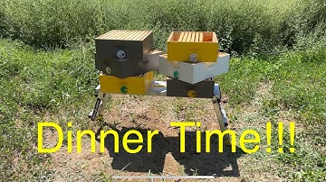 Set six wet supers out after extraction for the girls to clean up. #Honey #Bees #FeedingFrenzy