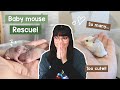 There are so many baby mice in my house right now | VLOG