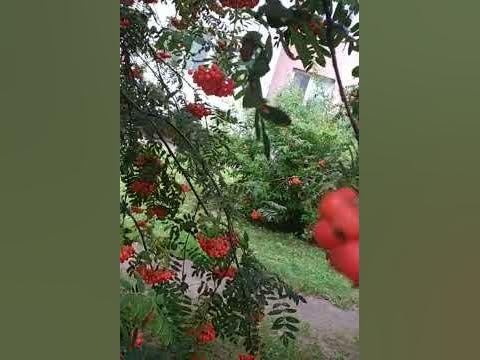 оранжевое - YouTube