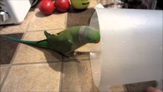 Indian Ringneck Parakeet likes noses, noises, and... eggs