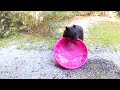 Watch until the end... Bear is sending a message that it wants some fresh water! 🤣🤣📸: Laurie Trower