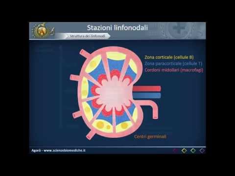 Video: Anatomia, Diagramma E Funzione Dei Linfonodi Sottomandibolari - Body Maps