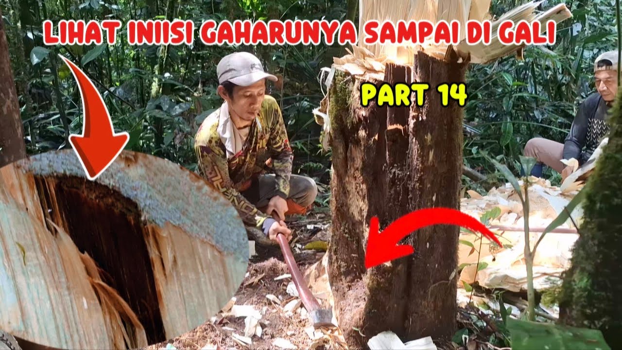 Part 14 # detik detik pengambilan isi gaharu sampai di gali kedalam tanah #kayugaharu #survival 