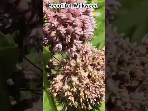 Common Milkweed