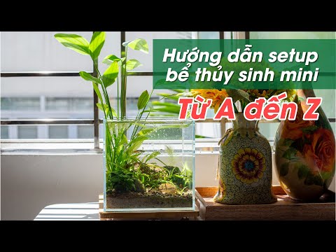 Video Hướng dẫn setup bể thủy sinh mini từ A-Z cho cho người... - youtube