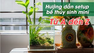 Hướng dẫn setup bể thủy sinh mini từ A-Z cho cho người mới bắt đầu