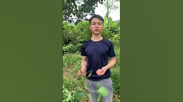 bài hay trị xương khớp từ cây cỏ xước, cây lá lốt và trứng gà #daunhucxuongkhop #thoaihoacotsong