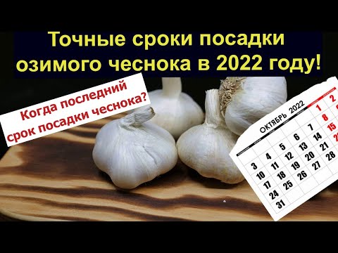 Когда последний срок посадки чеснока? Точные сроки посадки озимого чеснока в 2022 году!