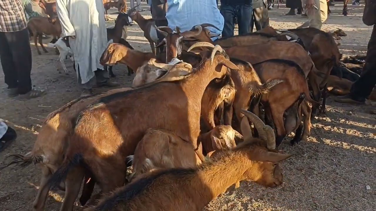 مباشرة من سوق الخميس هوارة اولاد تايمة بيتاريخ 15/09/2022