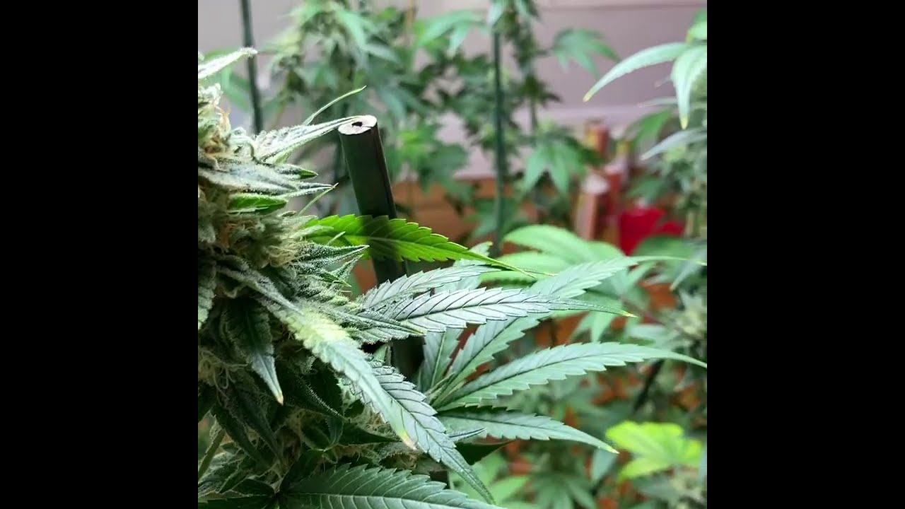 Peach Crescendo x Temple Kush