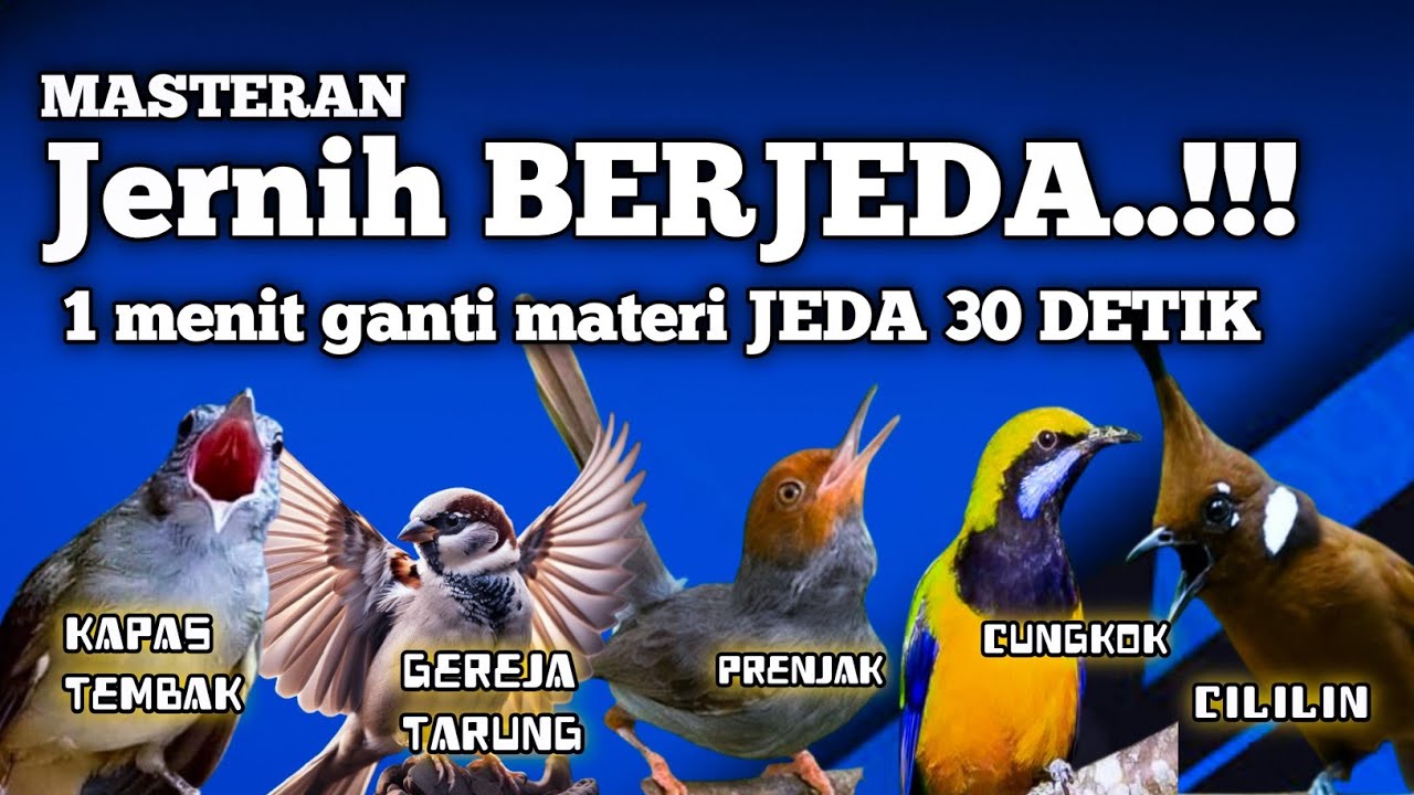 MASTERAN JERNIH BERJEDA‼️ Isian Ganas Auto Nempel | Katem • Gereja • Prenjak • Cungkok • Cililin