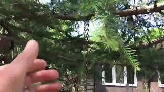 Tamarack AKA Larch Tree - Deciduous / Coniferous Trees of Canada