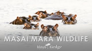 Masai Mara Wildlife - Best Safari in Kenya