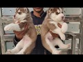 Siberian Husky Puppy Price In India