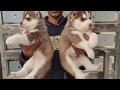 Siberian Husky Puppy For Sale In India