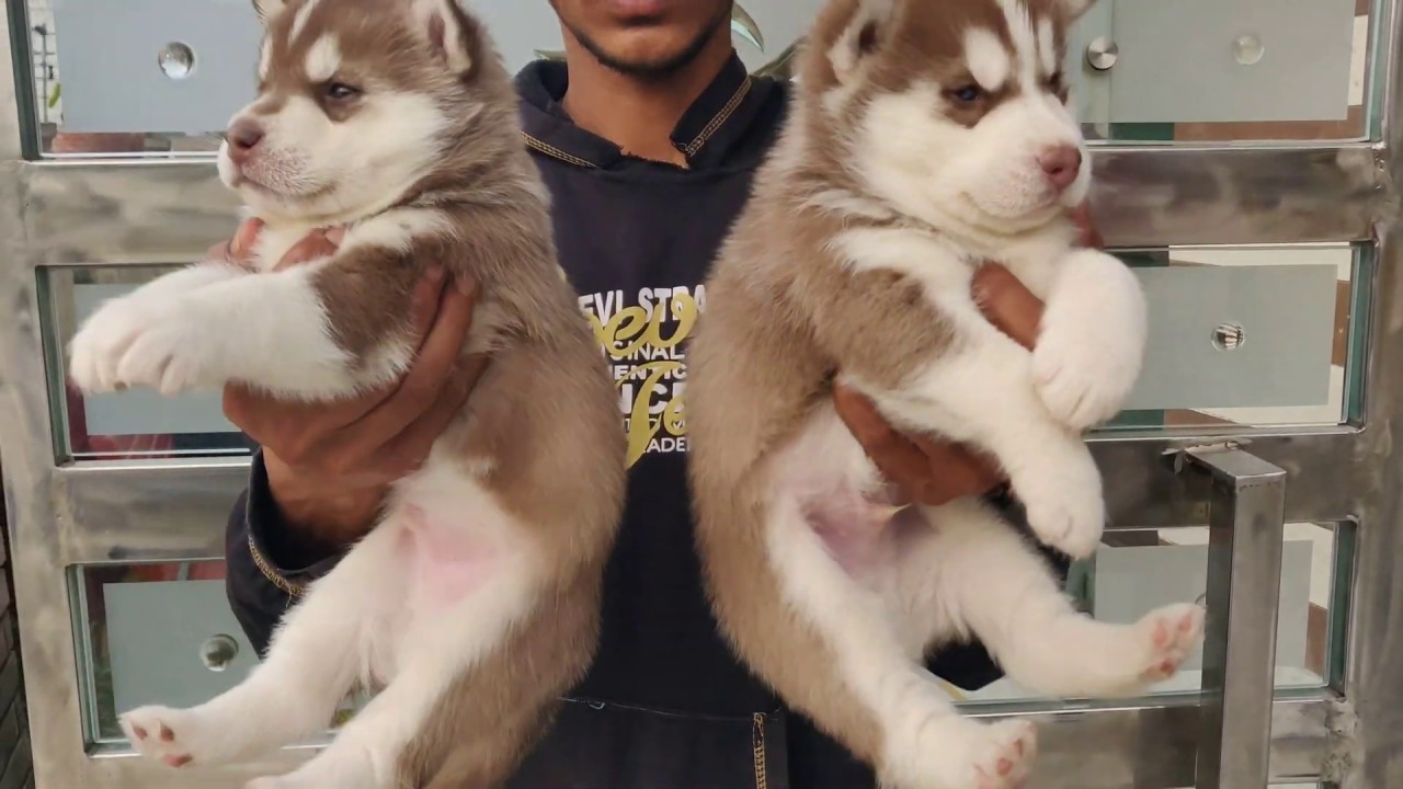 what is the price of husky dog in india