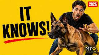 What a Belgian Malinois Does the Second It Decides You're in Danger