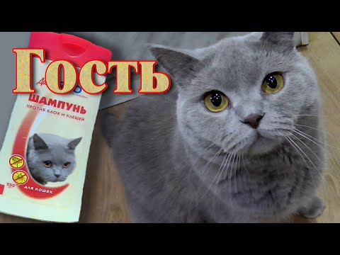 Помыл кота //Как помыть британского кота?