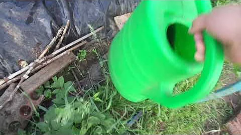 Гумат Калия МОЩНАЯ Подкормка для Клубники.