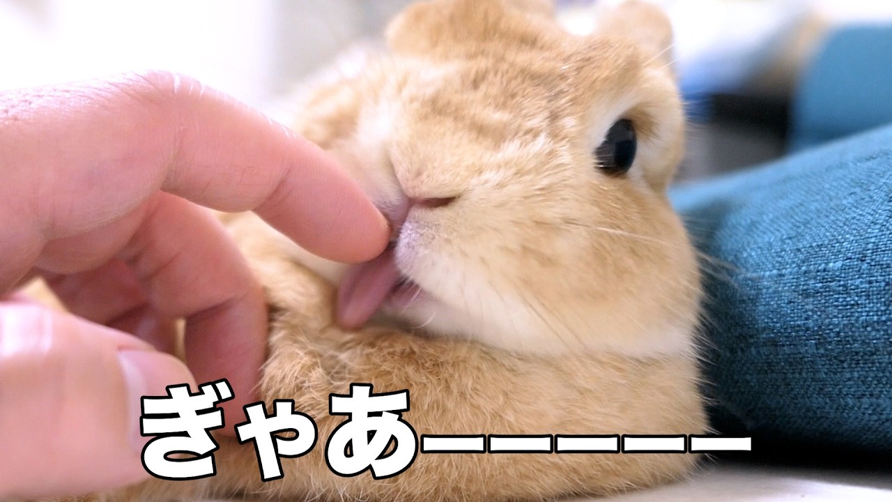 我が家のうさぎが可愛すぎるので見てほしい