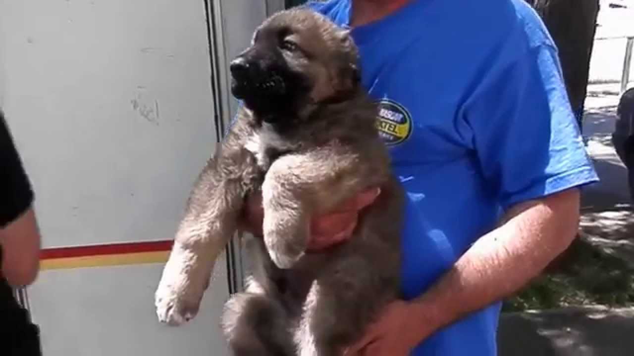 КАК СТАВЯТ КЛЕЙМО.Dog tattoo.Щенок КАВКАЗСКОЙ ОВЧАРКИ.Odessa.