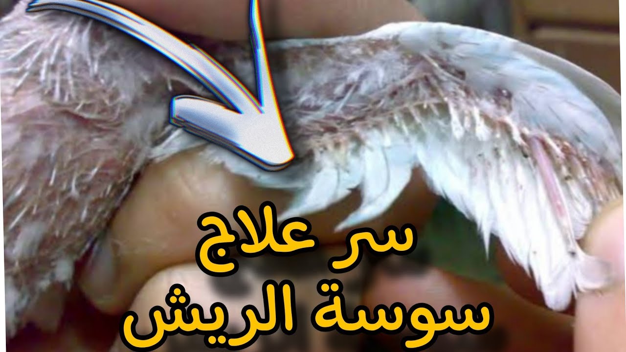 اسباب وعلاج سوسة الريش بخطوات سريعة  ❗️وفعالة👍🏻
