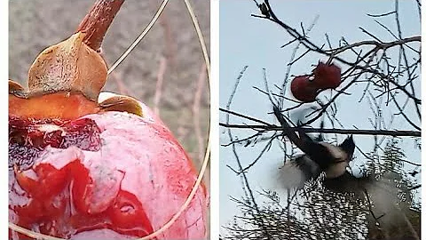 awesome foot snare bird trap amazing quick bird trap that work