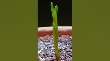 Thumbnail of Freesia Bulb Sprouting Time Lapse