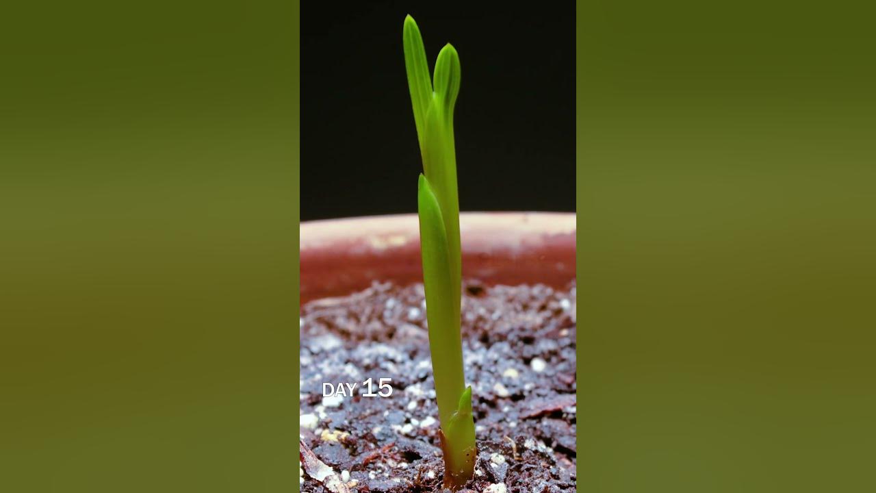Freesia Bulb Sprouting Time Lapse