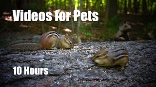 Summer Clips to Cure Winter Blues  10 Hour Video for Pets and People  Cat TV  Feb 08, 2024