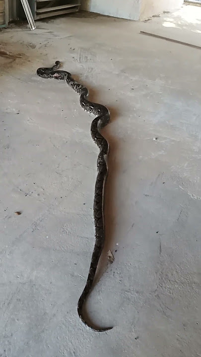 #snake #dj #music #aujogar #ular