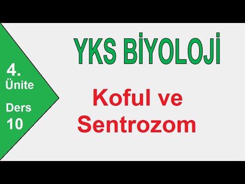 Organeller - 6 Koful ve Sentrozom ( TYT Biyoloji 2021 )