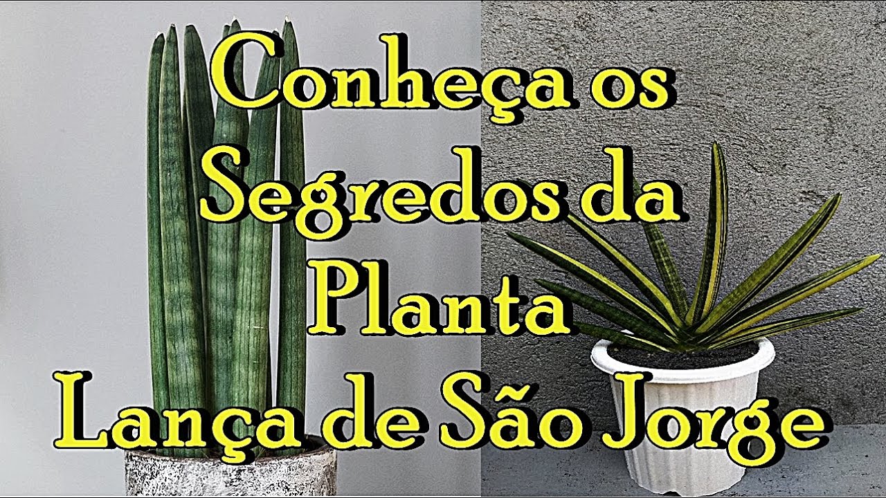 5 Erros Comuns ao Cultivar Lança de São Jorge que Você Deve Evitar