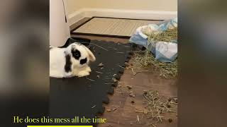 How I fixed my rabbit litter box digging behavior!