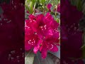 Rhododendron „Nova Zembla“ #rhododendron #flowers #garden #nature #gardening #short #backyard #color