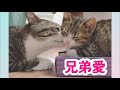 出会いから数週間… 血のつながらない2匹の猫が兄弟になるまでの物語。vol.72
