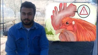 Download Hasta Tavuk Nasil AnlaŞilir? Video MP3 Hasta Tavuk Nasil AnlaŞilir?