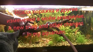 Новая коряжка и другие изменения в моём аквариуме. A new snag and other changes in my aquarium.