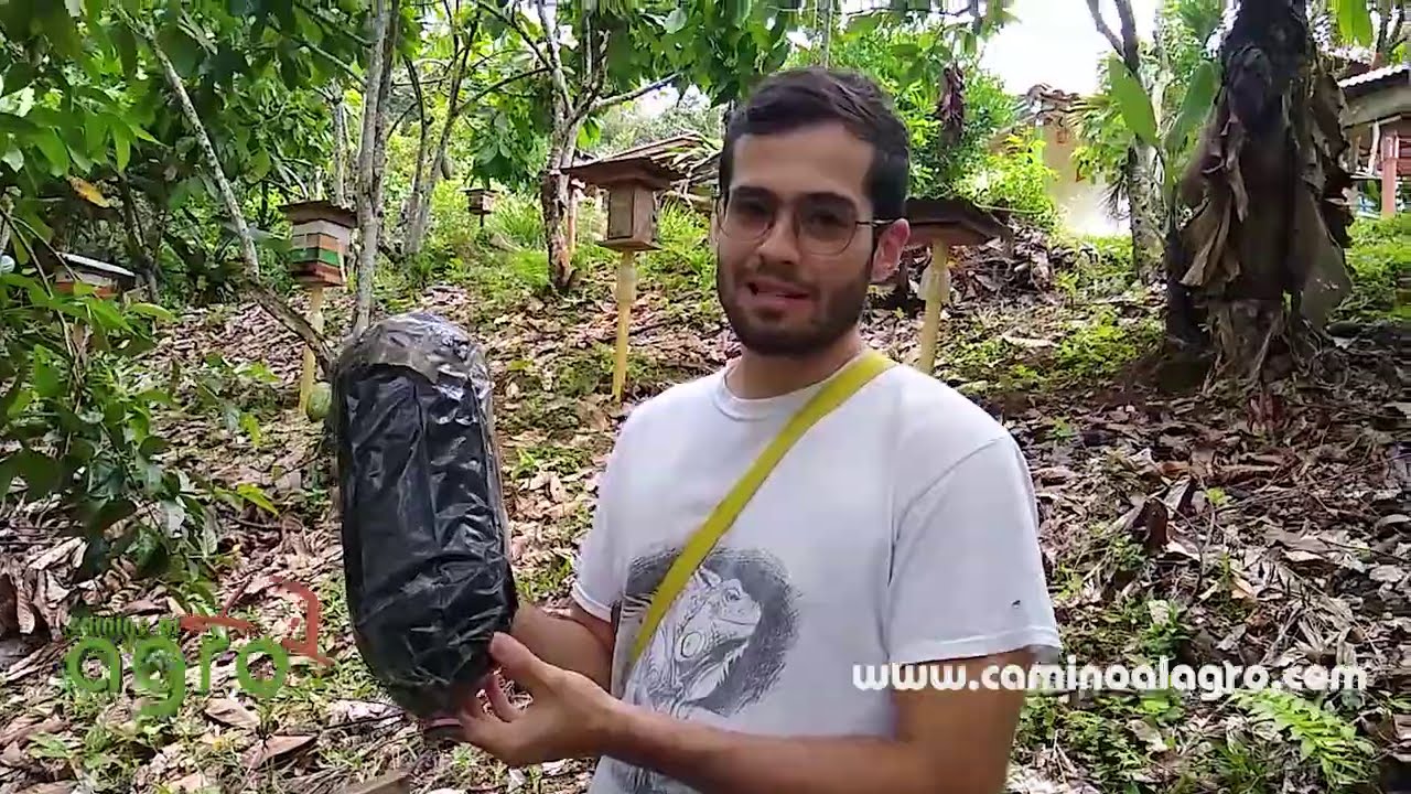 Trasiego en Tetragonisca angustula ( Angelitas, Virginitas, Yatai, Mariolas)