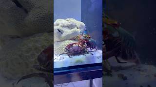 Mantis Shrimp Punch So Fast It Breaks Gl Instantly
