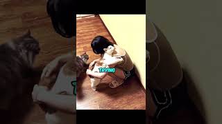How Cats Say Goodbye Before Death