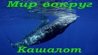 Кашалот. Самое большое морское плотоядное животное. Морской мир HDTVRip720p Кашалот. Самое большое морское плотоядное животное. Морской мир HDTVRip720p